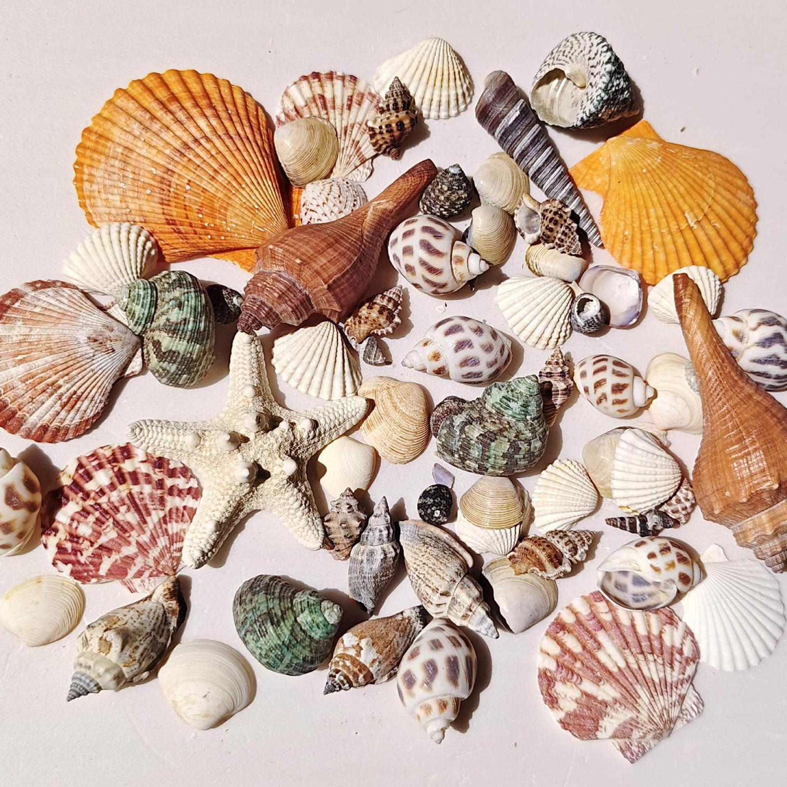 Tiny Shells Natural Sea Theme  - огляд і ціна Candle Making For Beginners