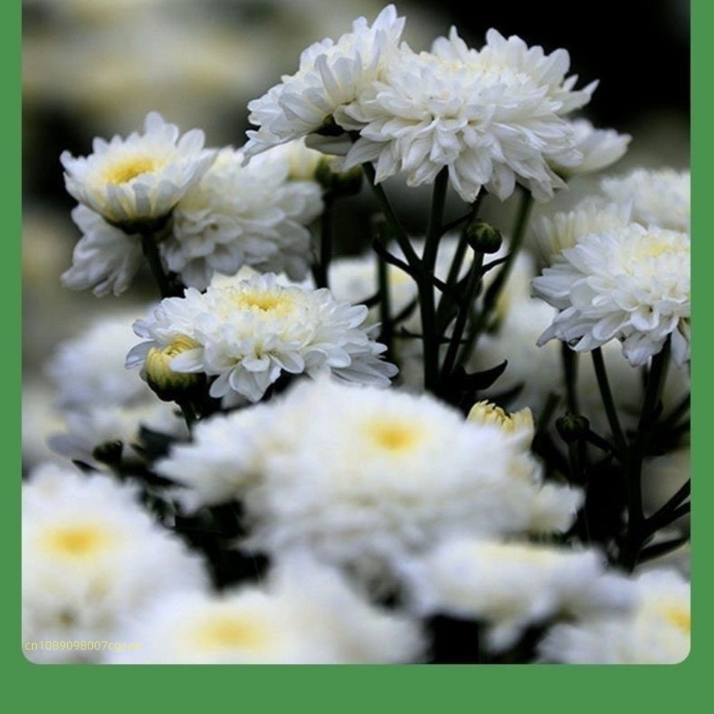 Natural Dried Flower Materials - огляд і ціна Candle Making And Perfume